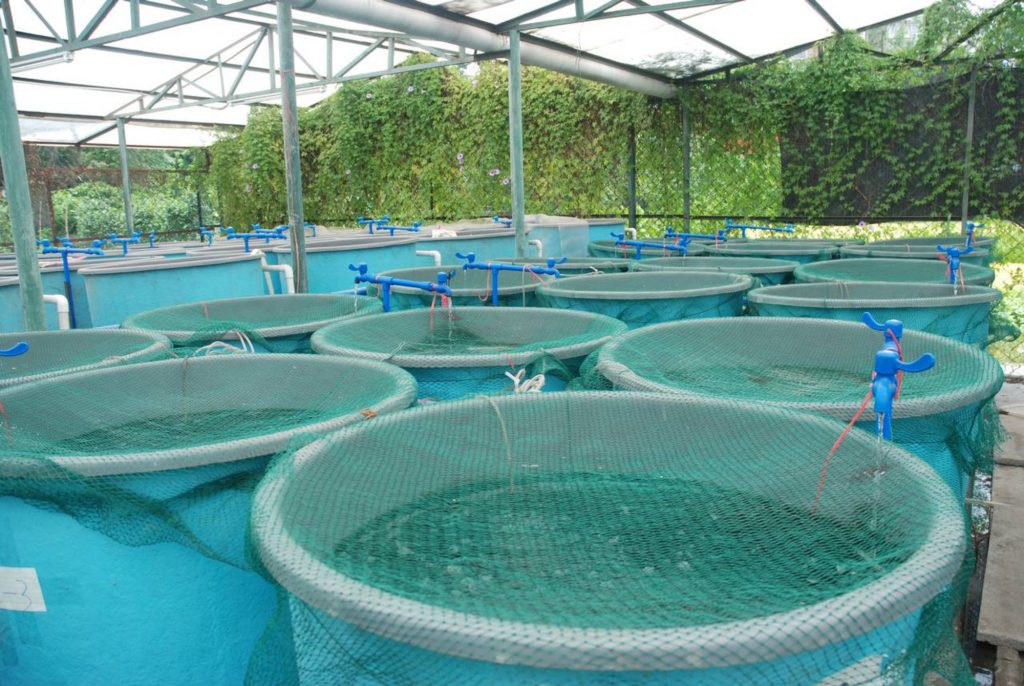 how-does-water-quality-affect-aquaculture-visipraxis