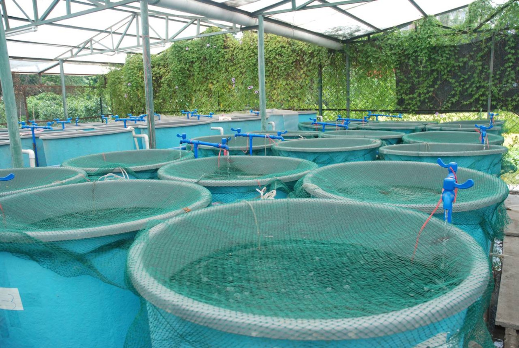 How Does Water Quality Affect Aquaculture VisiPraxis